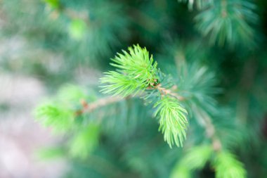 Taze Ladin tomurcukları 