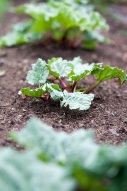Ravent bahçede büyüyen