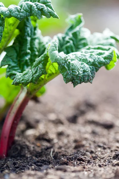 Groeiende rabarber in tuin — Stockfoto