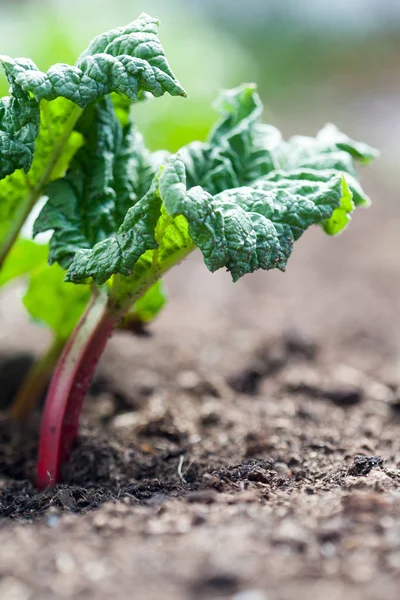 Groeiende rabarber in tuin — Stockfoto