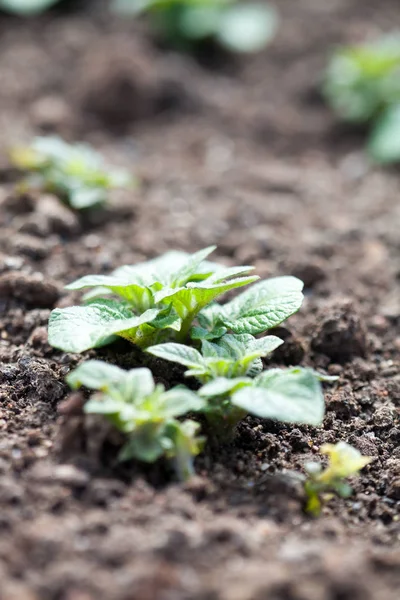 Growing potatoes in garden — Stock Photo, Image