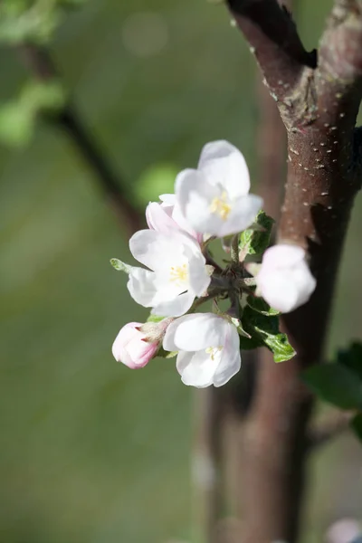 春に咲くリンゴ — ストック写真