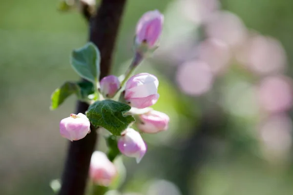 Apfelbaum blüht im Frühling — Stockfoto