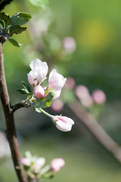 Tavasszal virágzik az almafa — Stock Fotó