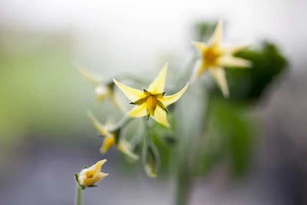 Помідорна рослина з квітами — стокове фото