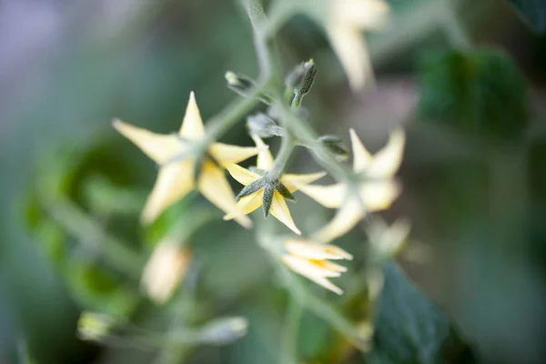 Tomatenpflanze mit Blüten — Stockfoto