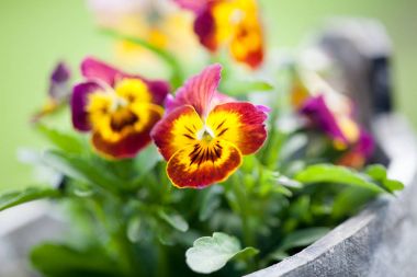 Pansies with purple and yellow shades clipart