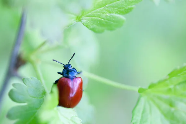 Bug on green leaf — Stock Photo, Image