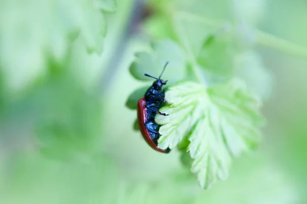 Bug na folha verde — Fotografia de Stock