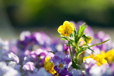 Hercai menekşe mor ve sarı tonları ile