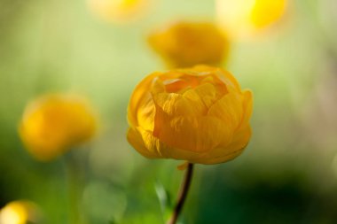güzel sarı globeflower