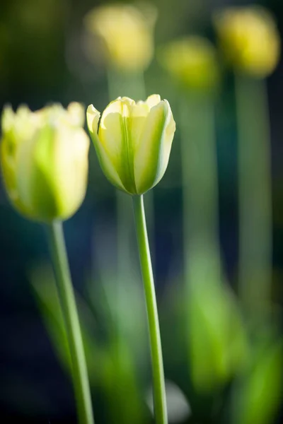 Hermosos tulipanes amarillos — Foto de Stock