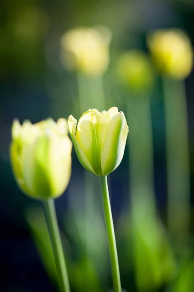 Beautiful yellow tulips — Stock Photo, Image