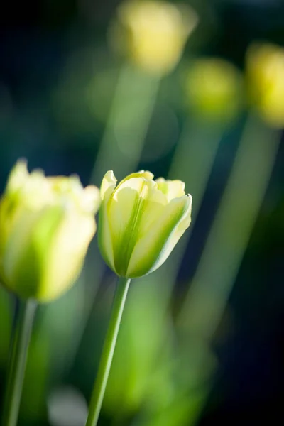 Bei tulipani gialli — Foto Stock
