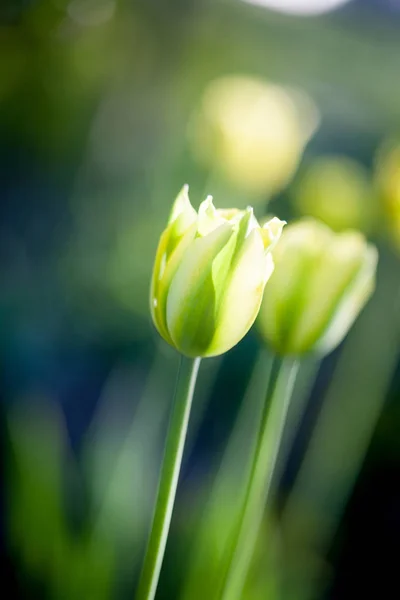 Schöne gelbe Tulpen — Stockfoto