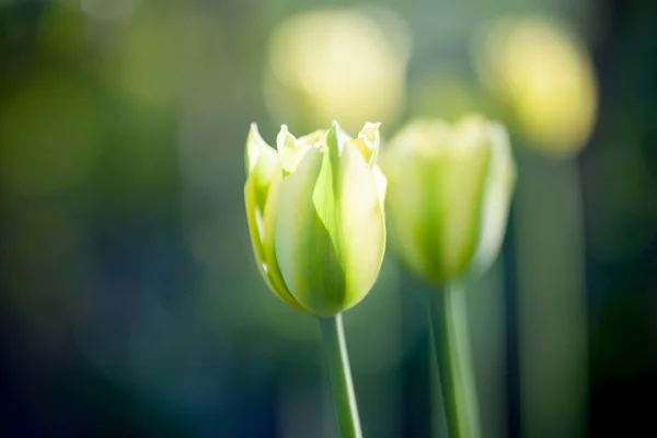 Beautiful yellow tulips — Stock Photo, Image