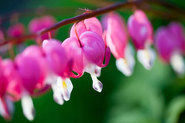 ピンクの出血ハートの花 — ストック写真