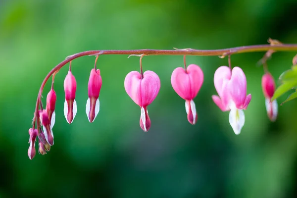 Ροζ αιμορραγώντας καρδιά λουλούδι — Φωτογραφία Αρχείου