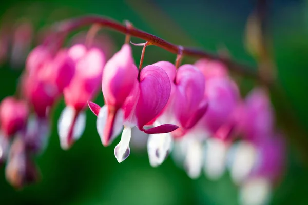 Pink bleeding heart flower — Stock Photo, Image