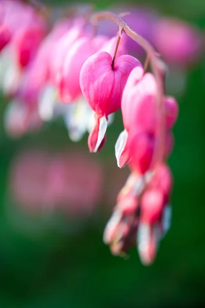 Рожева квітка серця — стокове фото