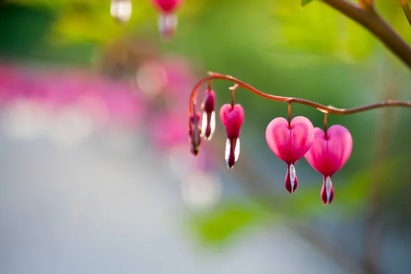 Růžové krvácející srdce květ — Stock fotografie