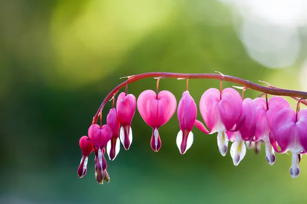 Rózsaszín vérző szív, virág — Stock Fotó