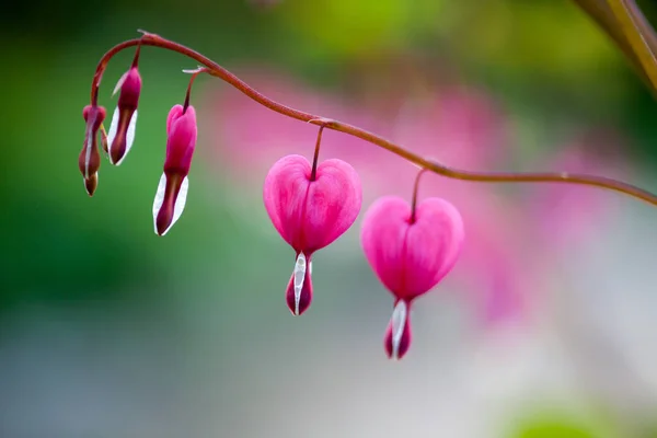 Ροζ αιμορραγώντας καρδιά λουλούδι — Φωτογραφία Αρχείου