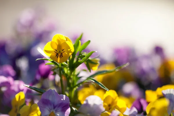 Pansies with purple and yellow shades — Stock Photo, Image