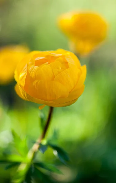 Beautiful yellow globeflower — Stock Photo, Image