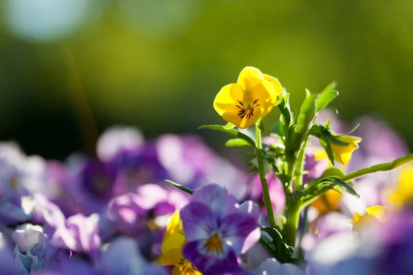 Viooltjes met paarse en gele tinten — Stockfoto