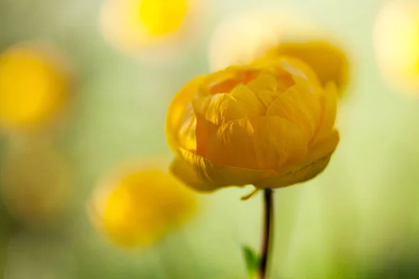 Гарний жовтий globeflower — стокове фото