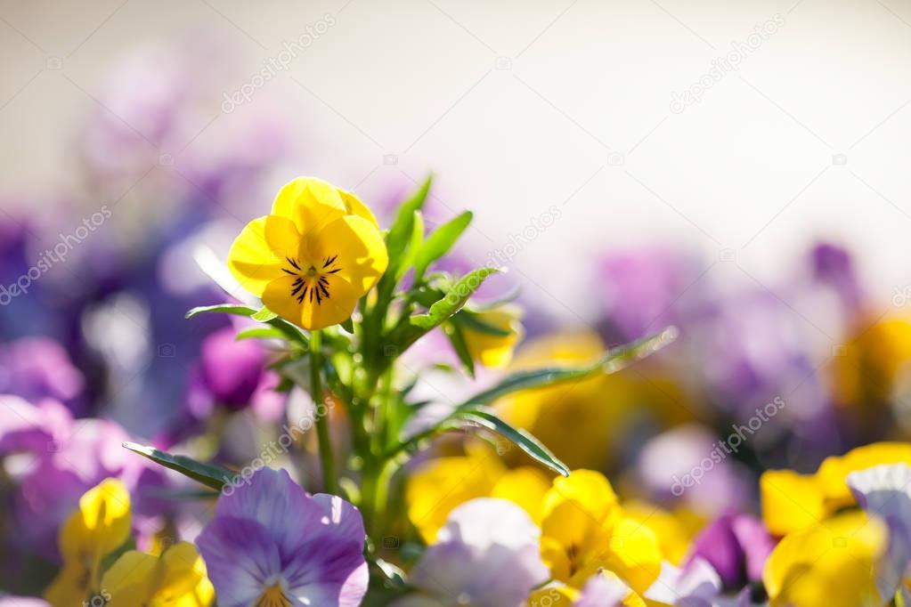 Pansies with purple and yellow shades