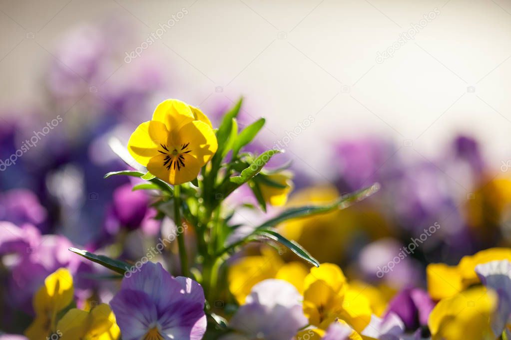 Pansies with purple and yellow shades