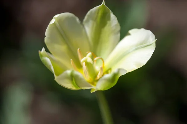 Piękny żółty tulipan — Zdjęcie stockowe