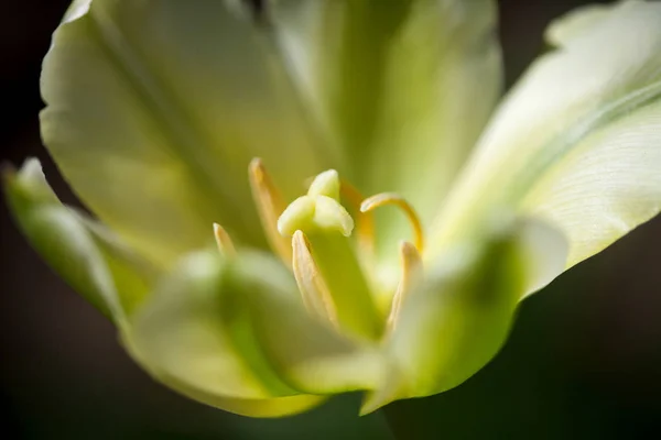 Piękny żółty tulipan — Zdjęcie stockowe