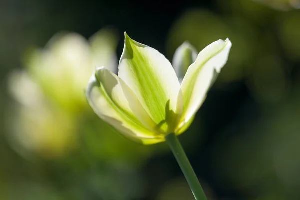 Schöne gelbe Tulpe — Stockfoto