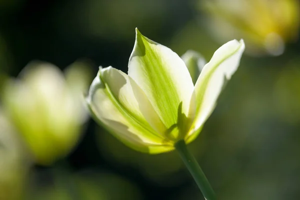 Belle tulipe jaune — Photo