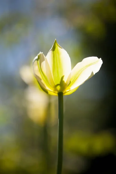 Linda tulipa amarela — Fotografia de Stock