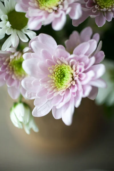 Strauß rosa Chrysanthemen — Stockfoto