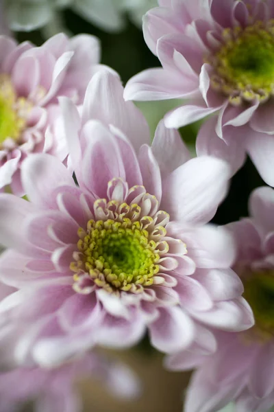 Bouquet of pink chrysanthemums — Stock Photo, Image