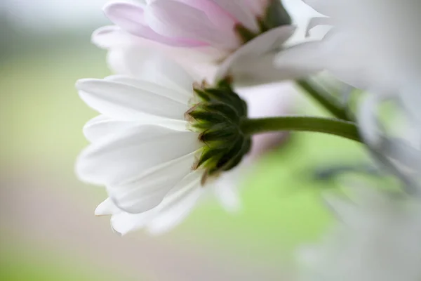 Bouquet of pink chrysanthemums — Stock Photo, Image