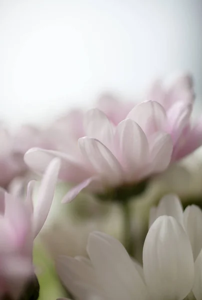 Bouquet of pink chrysanthemums — Stockfoto