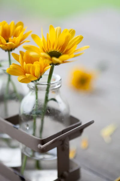 Boeketten van vrij gele chrysanten — Stockfoto