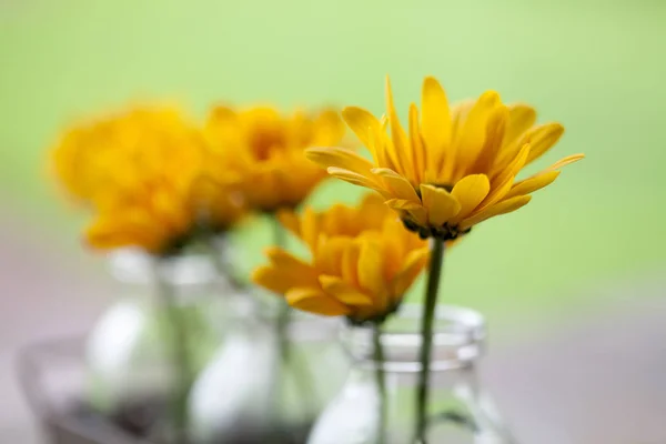 Bouquets de crisântemos muito amarelos — Fotografia de Stock