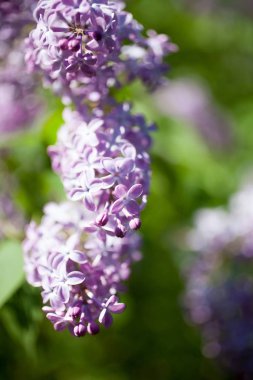 Leylak ağacı çiçek açıyor.