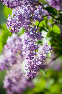 Leylak ağacı çiçek açıyor.