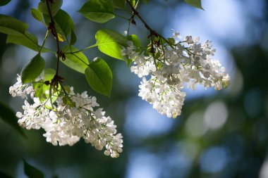 Leylak ağacı çiçek açıyor.