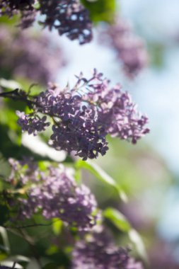 Leylak ağacı çiçek açıyor.