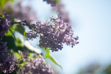 Leylak ağacı çiçek açıyor.