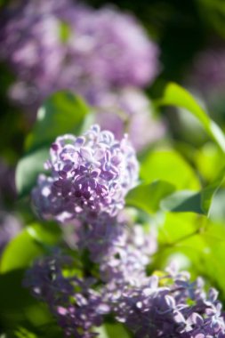 Leylak ağacı çiçek açıyor.